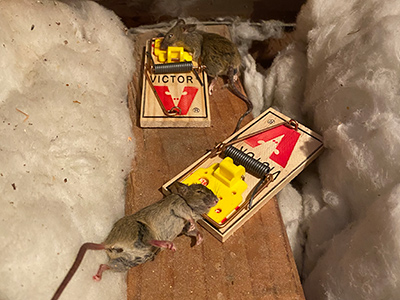 Tallahassee mouse control