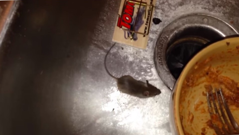 mouse droppings under kitchen sink